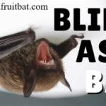 Are Bats Blind? The Shocking Truth About Bat Vision