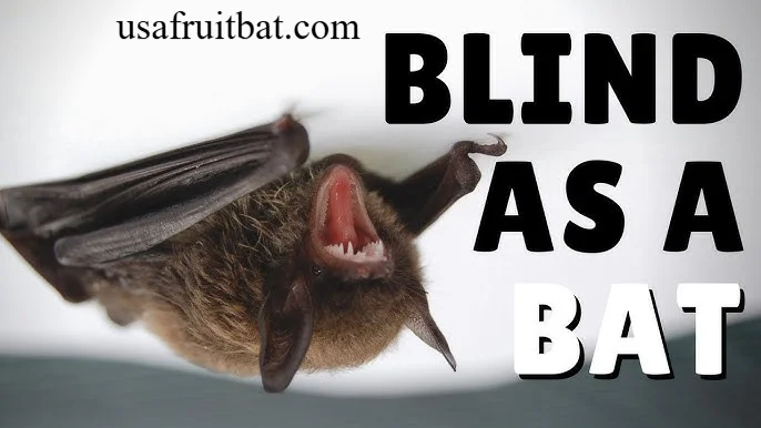 Are Bats Blind