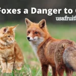 Do Foxes Eat Cats? The Real Risk Explained