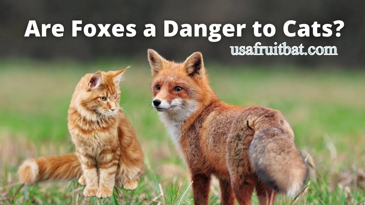 Do Foxes Eat Cats