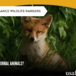 Are Foxes Nocturnal? Surprising Truth Revealed