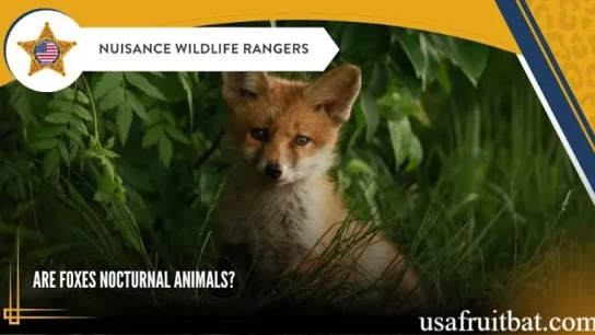 Are Foxes Nocturnal
