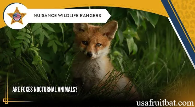 Are Foxes Nocturnal