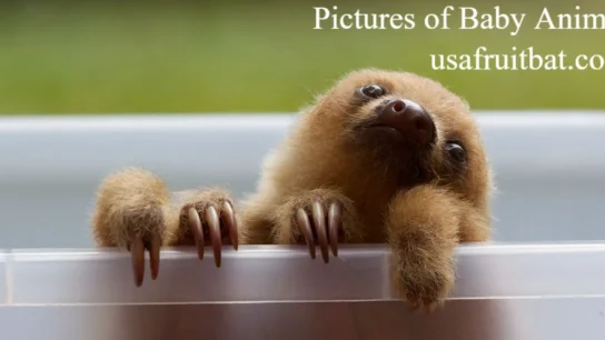 Pictures of Baby Animals
