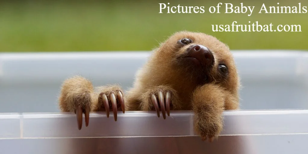Pictures of Baby Animals