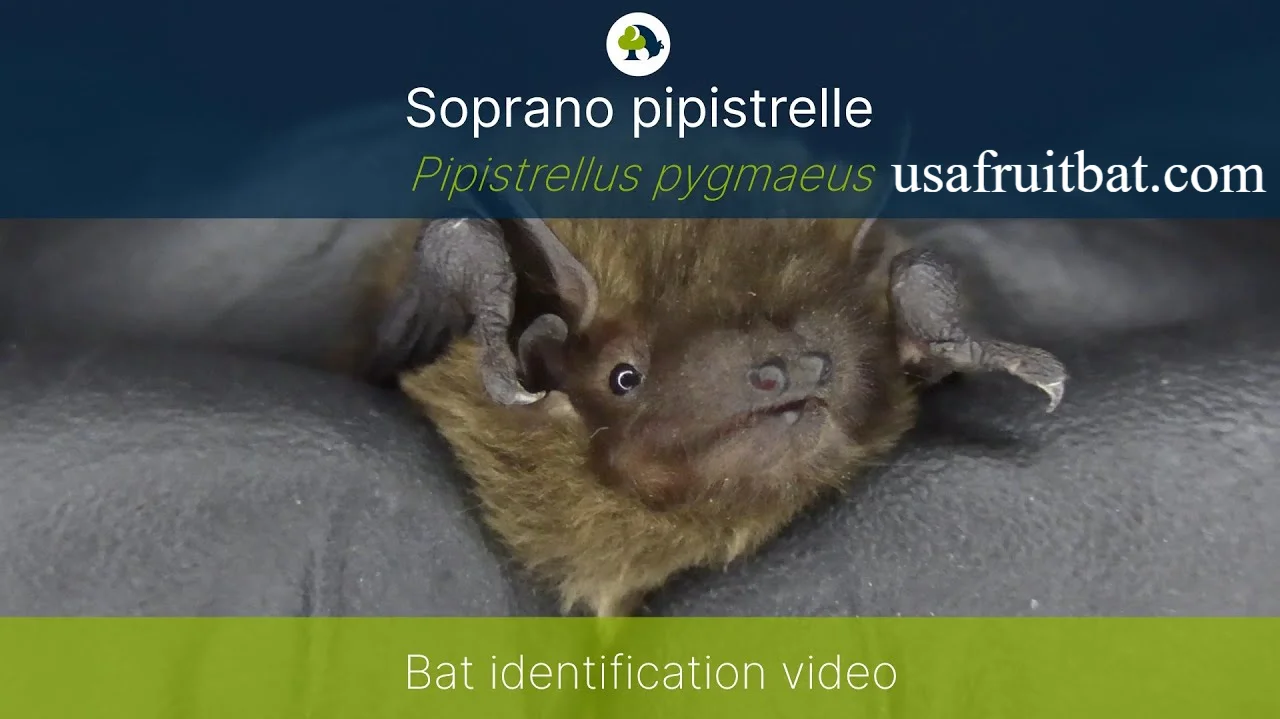 Soprano Pipistrelle