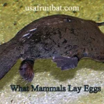 What Mammals Lay Eggs? 5 Egg-Laying Mammals Explained
