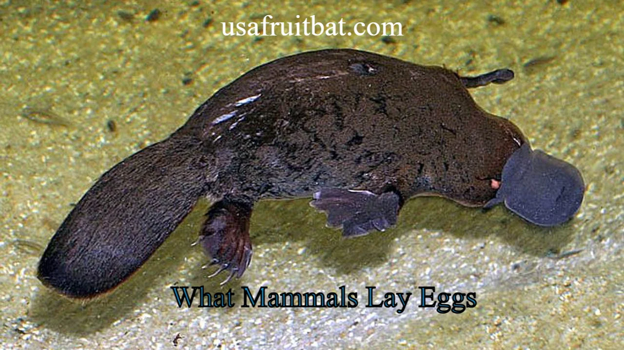 What Mammals Lay Eggs? 5 Egg-Laying Mammals Explained