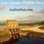 Lake Apopka Wildlife Drive: Hours, Rules, Wildlife & Visitor Tips