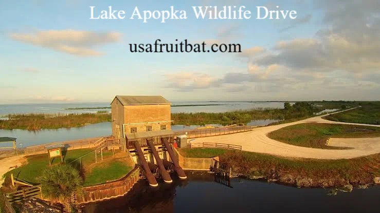 Lake Apopka Wildlife Drive: Hours, Rules, Wildlife & Visitor Tips