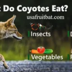 What Eats Coyotes? Natural Predators in North America in 2026