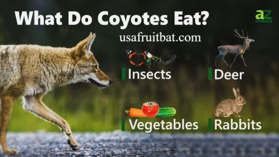 What Eats Coyotes