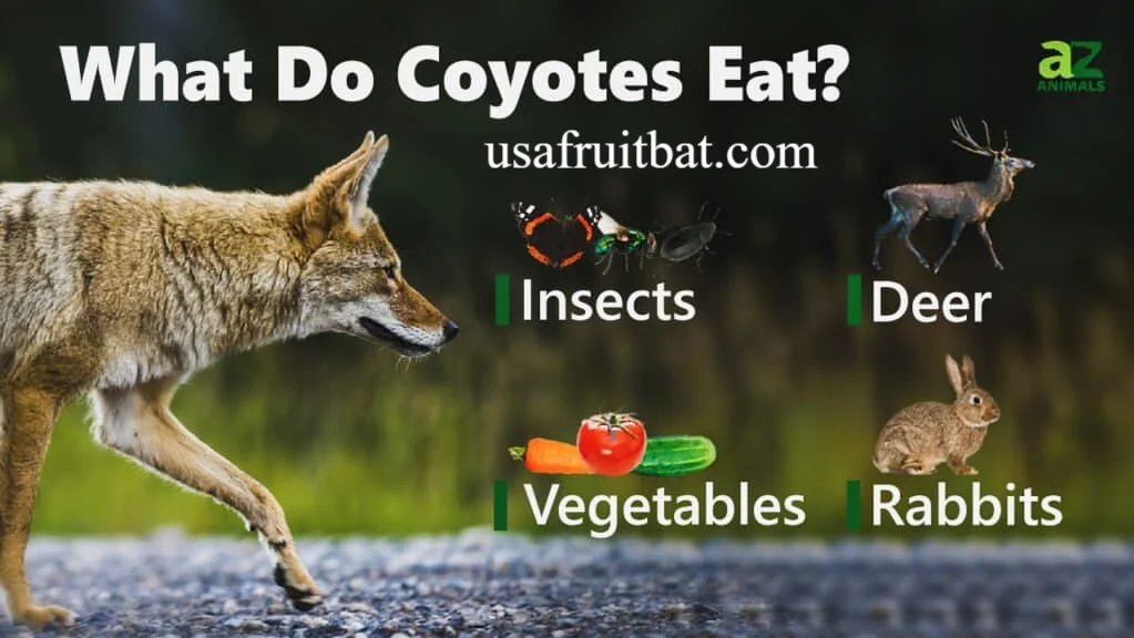 What Eats Coyotes
