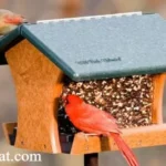 Wild Birds Unlimited Franchise: Costs, Profits, Reviews & Ownership Opportunities in 2026