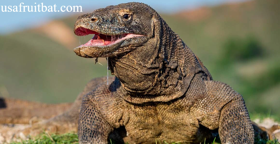 Komodo Dragon Teeth