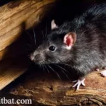 Critter Control: Expert Wildlife Removal for Your Home in 2026