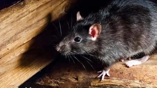 Critter Control