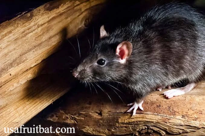 Critter Control: Expert Wildlife Removal for Your Home in 2026