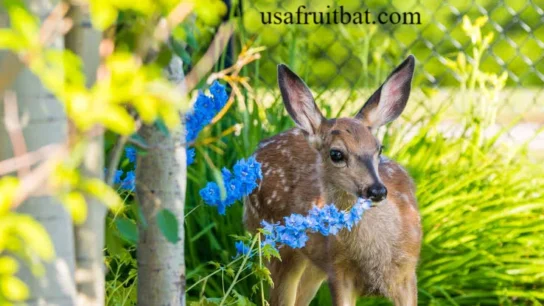 Deer Solutions