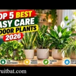 We The Wild Plant Care: Easy Tips for Healthier Plants in 2026