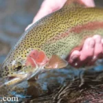 WV Trout Stocking Report: Latest Updates & Locations for 2026