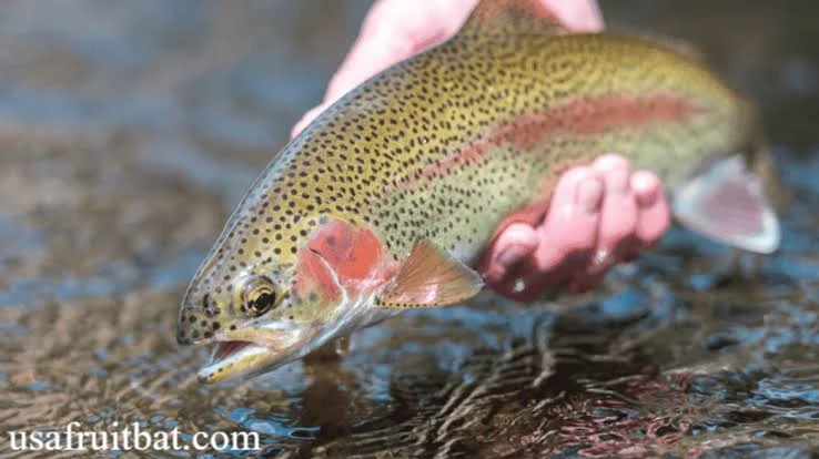 WV Trout Stocking Report: Latest Updates & Locations for 2026