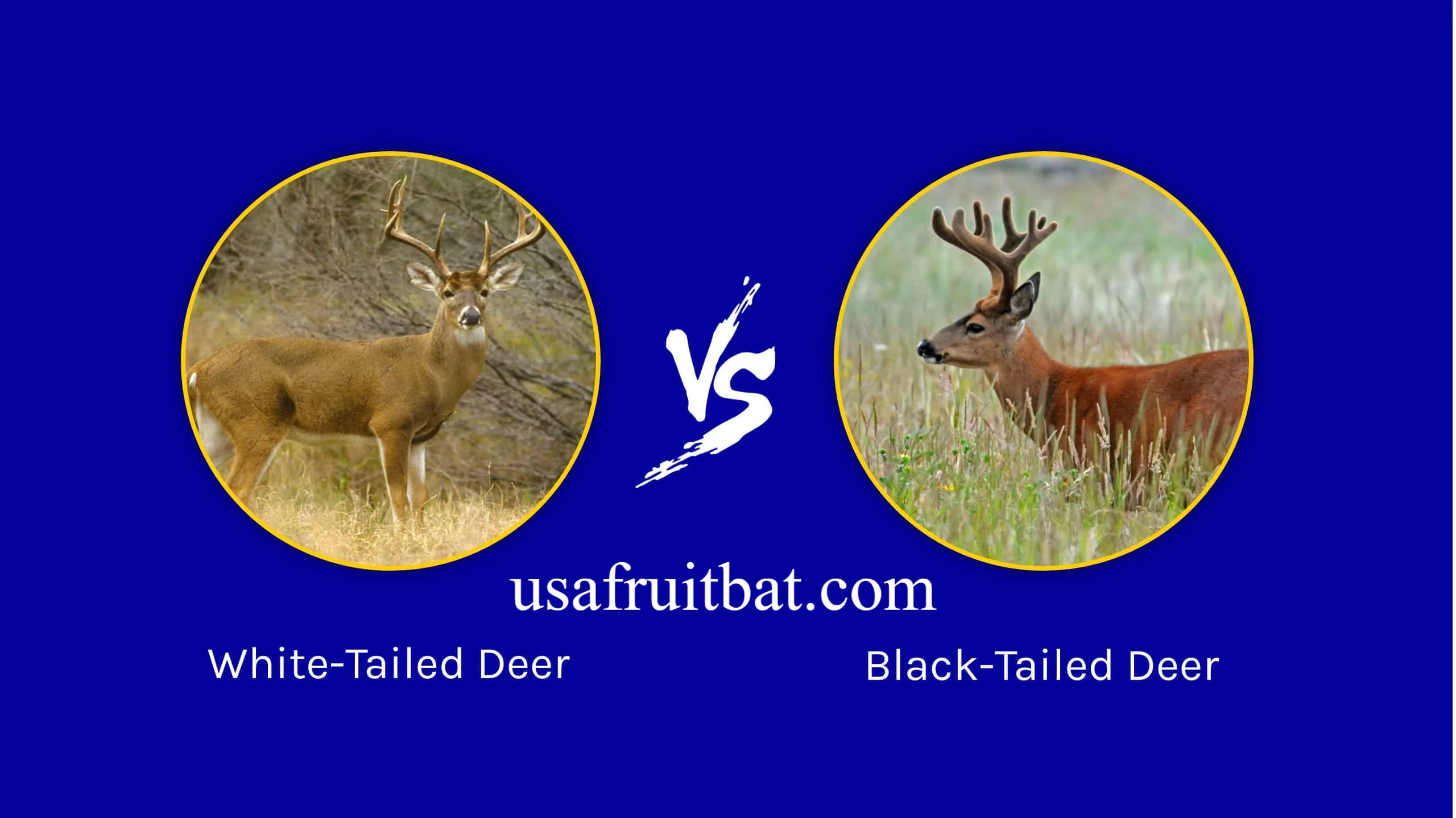 White-Tailed Deer