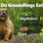 What Do Groundhogs Eat? Diet, Seasons & Garden Risks