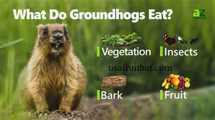 What Do Groundhogs Eat