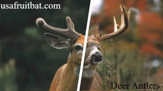 Deer Antlers
