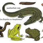 Are Turtles Reptiles or Amphibians? The Clear Answer