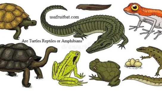 Are Turtles Reptiles or Amphibians