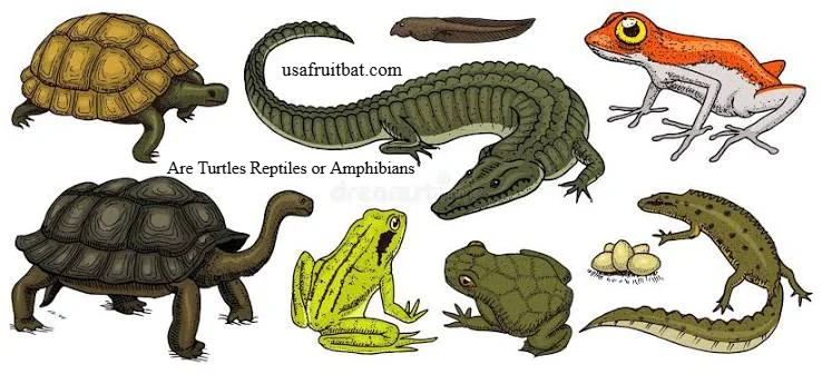 Are Turtles Reptiles or Amphibians? The Clear Answer