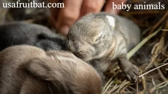 Baby Animals